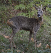 un cerf photographié sur la propriété